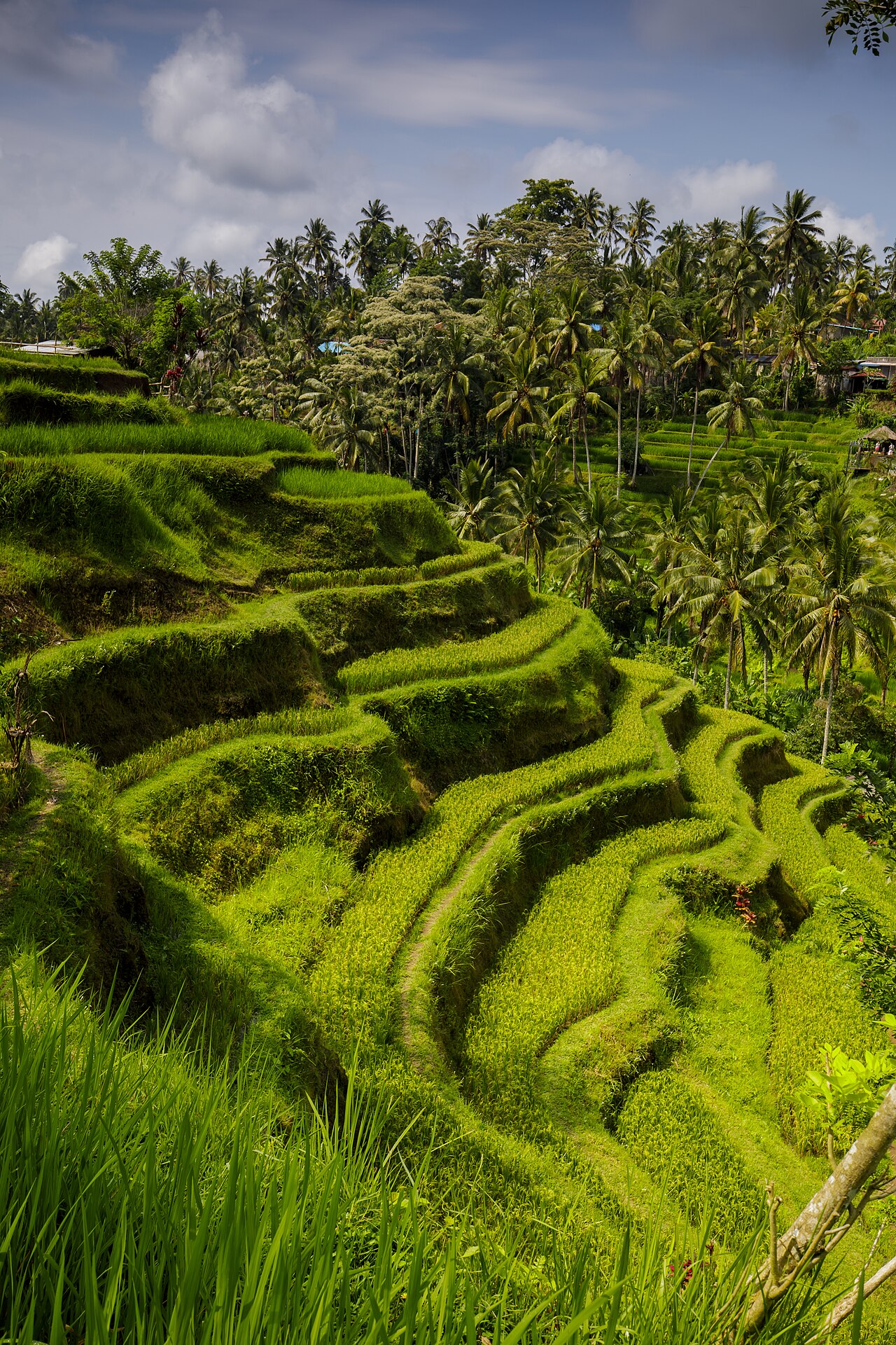 Tegalalang rice terraces, Ubud, Bali